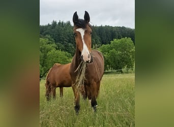 Zangersheider, Hongre, 2 Ans, 170 cm, Bai