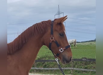 Zangersheider, Hongre, 3 Ans, 160 cm, Alezan