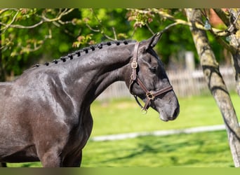 Zangersheider, Hongre, 3 Ans, 161 cm