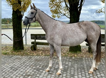 Zangersheider, Hongre, 3 Ans, 161 cm, Gris