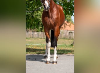 Zangersheider, Hongre, 3 Ans, 163 cm, Bai