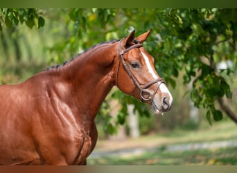 Zangersheider, Hongre, 3 Ans, 163 cm, Bai
