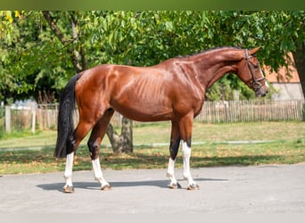 Zangersheider, Hongre, 3 Ans, 163 cm, Bai