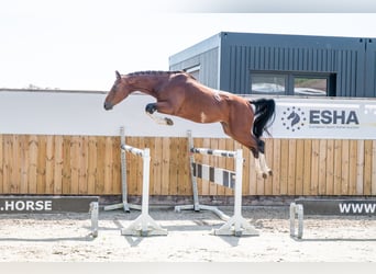 Zangersheider, Hongre, 3 Ans, 163 cm, Bai