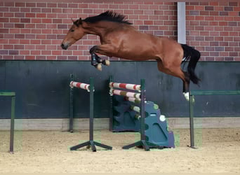 Zangersheider, Hongre, 3 Ans, 164 cm, Bai