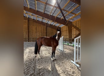 Zangersheider, Hongre, 3 Ans, 165 cm, Bai