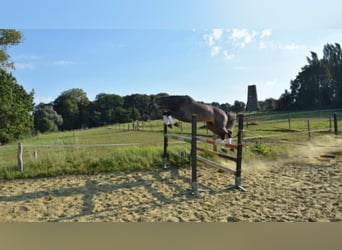 Zangersheider, Hongre, 3 Ans, 165 cm, Gris