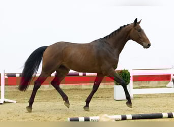 Zangersheider, Hongre, 3 Ans, 166 cm, Bai