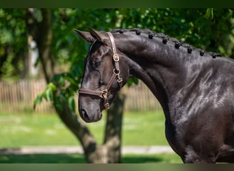Zangersheider, Hongre, 3 Ans, 166 cm