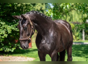Zangersheider, Hongre, 3 Ans, 166 cm