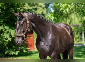Zangersheider, Hongre, 3 Ans, 166 cm