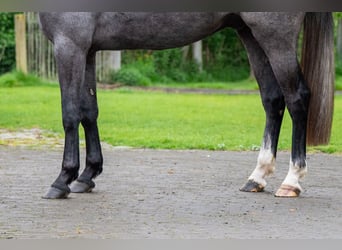 Zangersheider, Hongre, 3 Ans, 166 cm, Gris