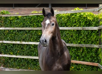Zangersheider, Hongre, 3 Ans, 166 cm, Gris