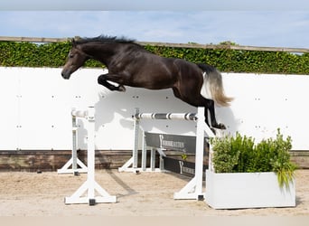 Zangersheider, Hongre, 3 Ans, 166 cm, Gris
