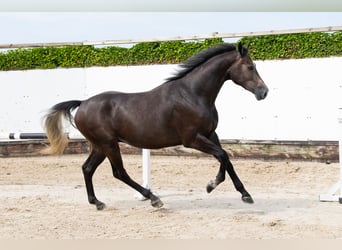 Zangersheider, Hongre, 3 Ans, 166 cm, Gris