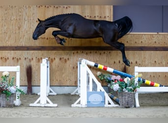 Zangersheider, Hongre, 3 Ans, 166 cm, Noir