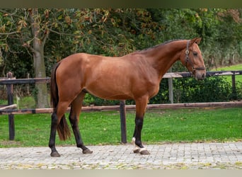 Zangersheider, Hongre, 3 Ans, 167 cm, Bai