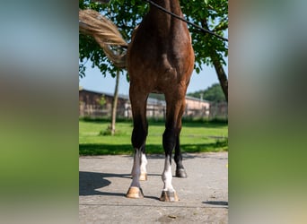 Zangersheider, Hongre, 3 Ans, 167 cm, Gris