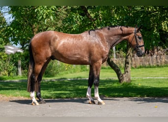 Zangersheider, Hongre, 3 Ans, 167 cm, Gris