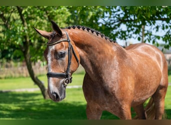 Zangersheider, Hongre, 3 Ans, 167 cm, Gris