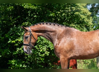Zangersheider, Hongre, 3 Ans, 167 cm, Gris