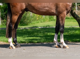 Zangersheider, Hongre, 3 Ans, 167 cm, Gris