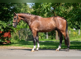 Zangersheider, Hongre, 3 Ans, 167 cm, Gris