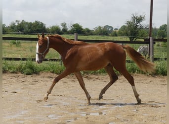Zangersheider, Hongre, 3 Ans, 168 cm, Alezan