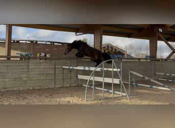 Zangersheider, Hongre, 3 Ans, 168 cm, Bai brun foncé