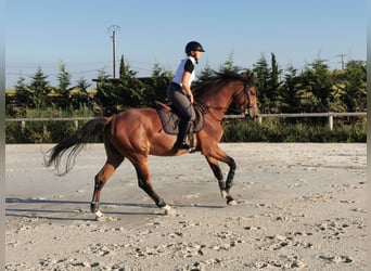 Zangersheider, Hongre, 3 Ans, 168 cm, Bai