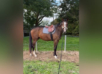 Zangersheider, Hongre, 3 Ans, 168 cm, Bai