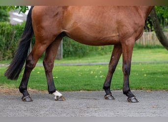 Zangersheider, Hongre, 3 Ans, 168 cm
