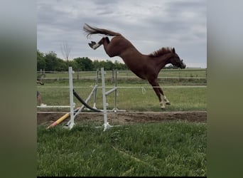 Zangersheider, Hongre, 3 Ans, 169 cm, Alezan brûlé