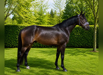 Zangersheider, Hongre, 3 Ans, 170 cm, Bai brun foncé