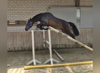 Zangersheider, Hongre, 3 Ans, 170 cm, Bai brun foncé