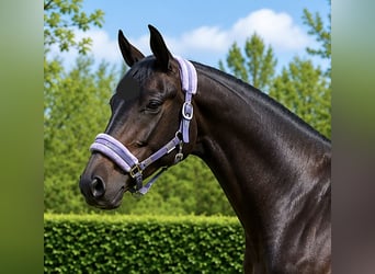 Zangersheider, Hongre, 3 Ans, 170 cm, Bai brun foncé