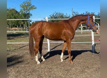 Zangersheider, Hongre, 3 Ans, 170 cm