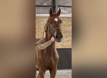 Zangersheider, Hongre, 3 Ans, 171 cm, Alezan