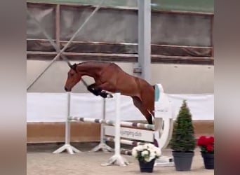 Zangersheider, Hongre, 3 Ans, 173 cm, Bai cerise