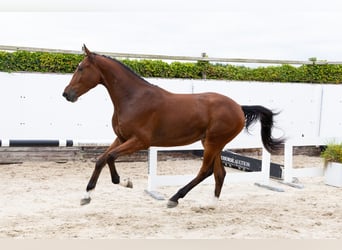 Zangersheider, Hongre, 3 Ans, 173 cm, Bai