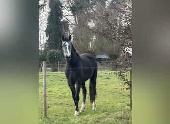 Zangersheider, Hongre, 3 Ans, 175 cm, Grullo