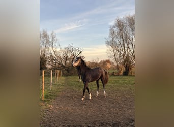 Zangersheider, Hongre, 3 Ans, 175 cm, Grullo