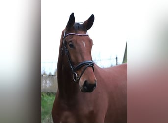 Zangersheider, Hongre, 3 Ans, 176 cm, Bai