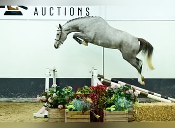 Zangersheider, Hongre, 3 Ans, 177 cm, Gris