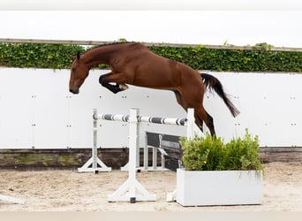 Zangersheider, Hongre, 3 Ans, 178 cm, Bai