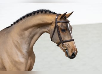 Zangersheider, Hongre, 3 Ans, Bai cerise