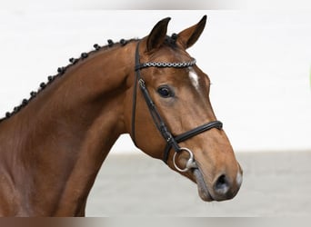 Zangersheider, Hongre, 3 Ans, Bai clair