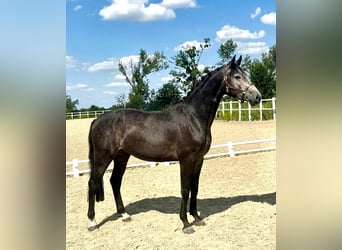 Zangersheider, Hongre, 3 Ans, Gris