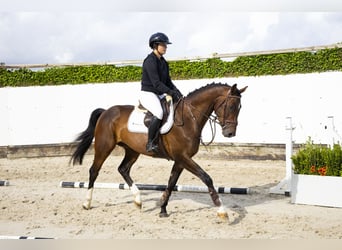 Zangersheider, Hongre, 4 Ans, 158 cm, Bai