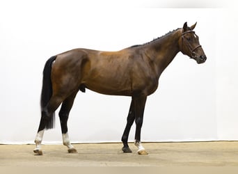 Zangersheider, Hongre, 4 Ans, 158 cm, Bai
